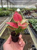 Lady Valentine Chinese Evergreen — Pink Houseplant live plant
