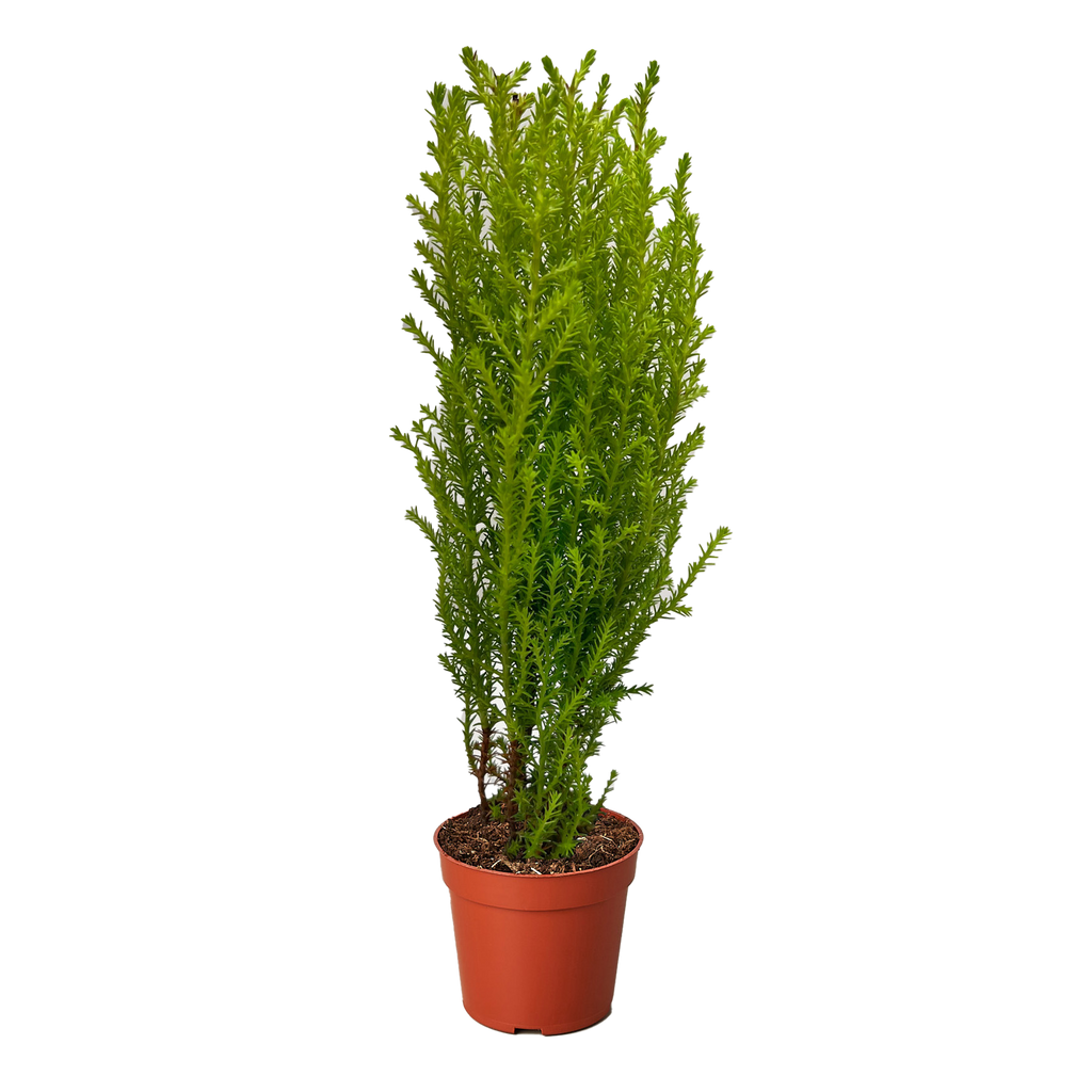 Cypress Lemon