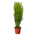 Cypress Lemon