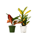 Croton Variety Pack — 4-Inch Pot — 2-Plant Set