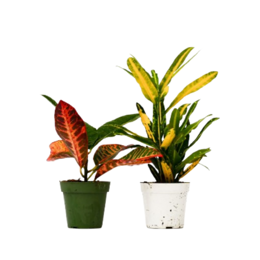 Croton Variety Pack — 4-Inch Pot — 2-Plant Set