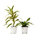 Dracaena Duo — Two Easy-Care Houseplants