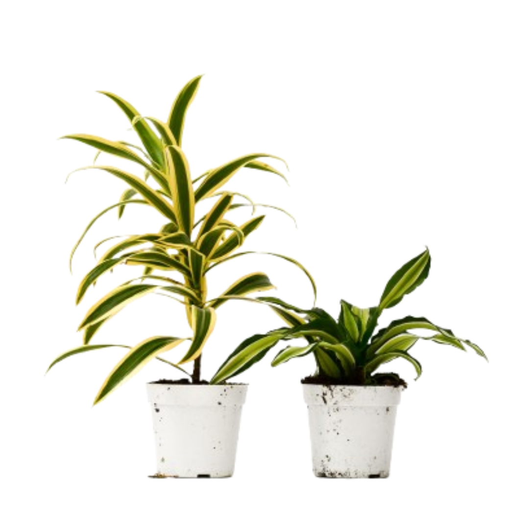 Dracaena Duo — Two Easy-Care Houseplants live plant