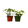 English Ivy Variety Pack — 4-Inch Pot — 2-Plant Set