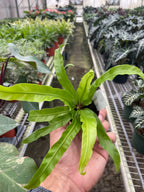 Hurricane Bird's Nest Fern — Spiral Foliage live plant