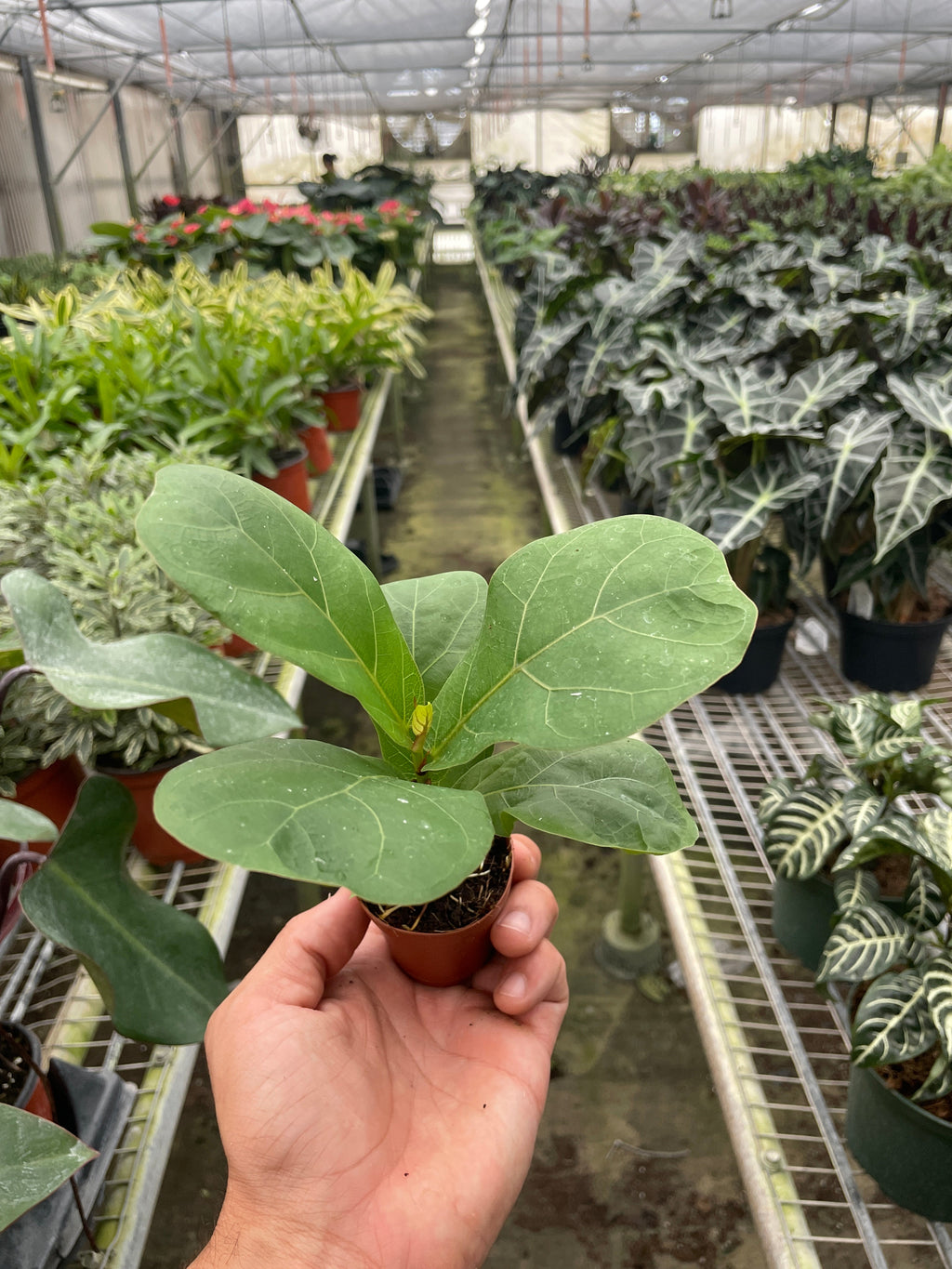 Fiddle Leaf Fig — Statement Indoor Tree live plant