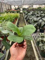 Fiddle Leaf Fig — Statement Indoor Tree live plant