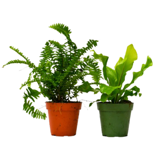Fern Variety Pack — 4-Inch Pot — 2-Plant Set