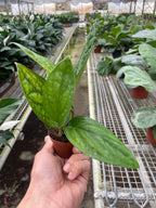 Monstera Peru — Textured Climbing Houseplant live plant