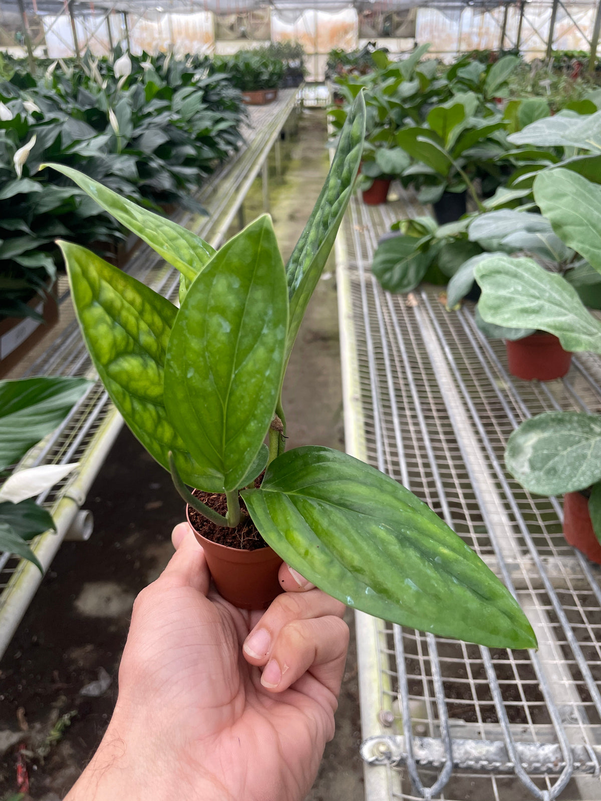 Monstera Peru — Textured Climbing Houseplant live plant