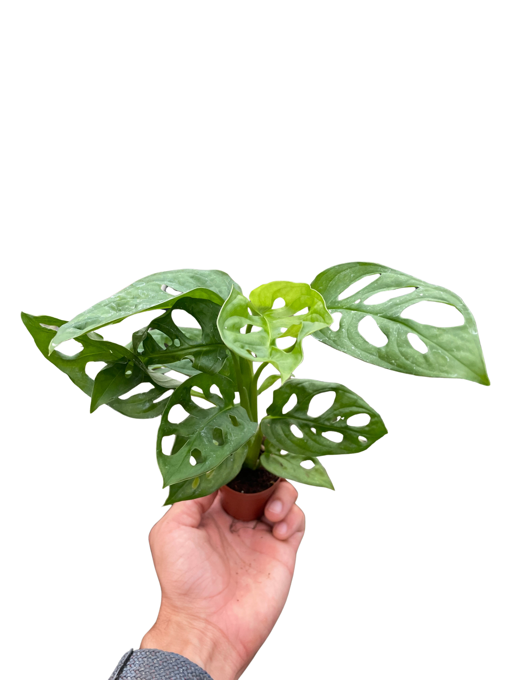 Monstera Adansonii — Swiss Cheese Vine live plant