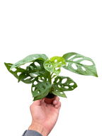 Monstera Adansonii — Swiss Cheese Vine live plant