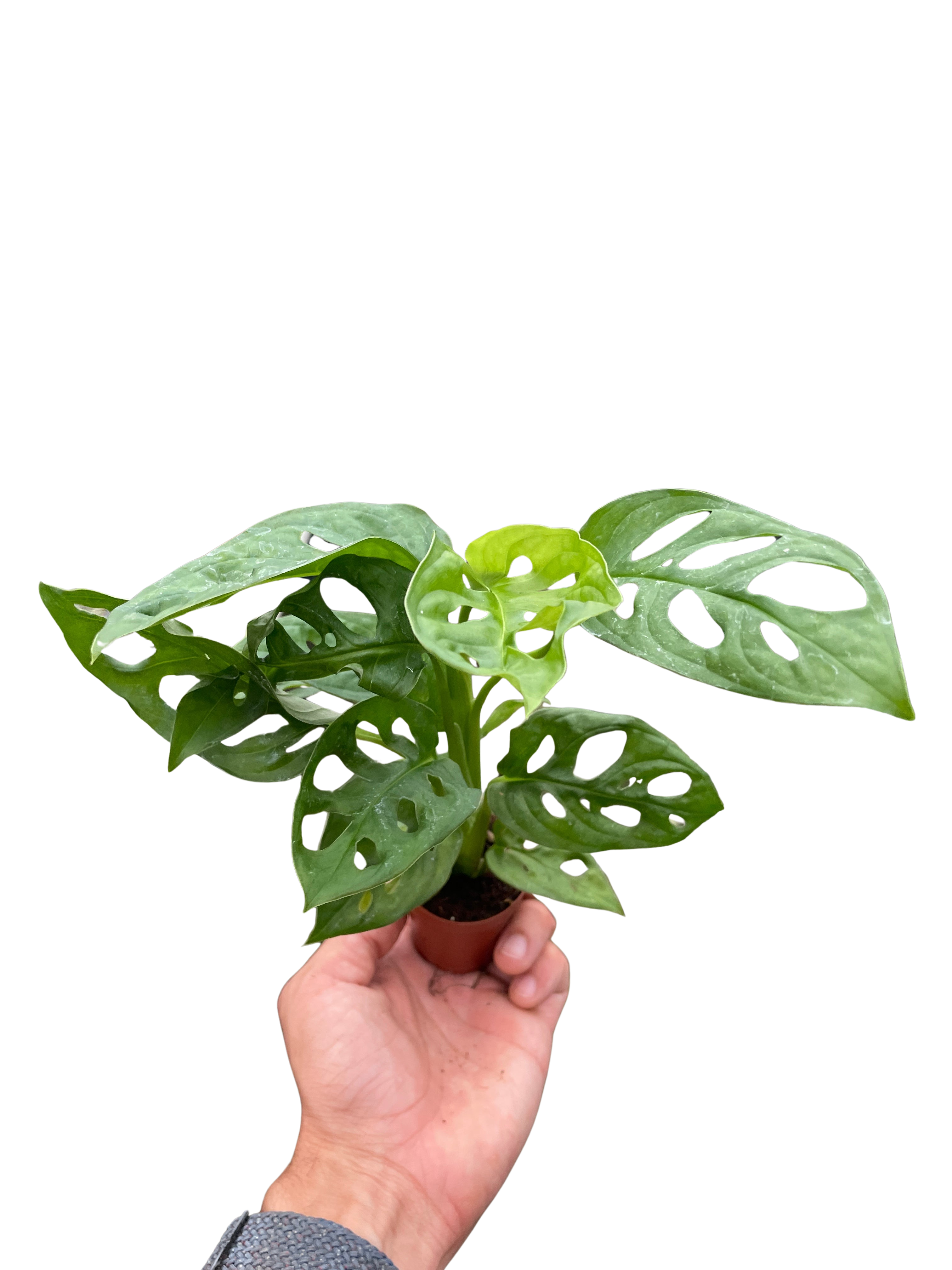 Monstera Adansonii — Swiss Cheese Vine live plant