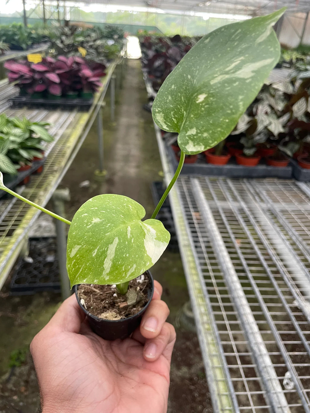Thai Constellation Monstera — Variegated Houseplant live plant
