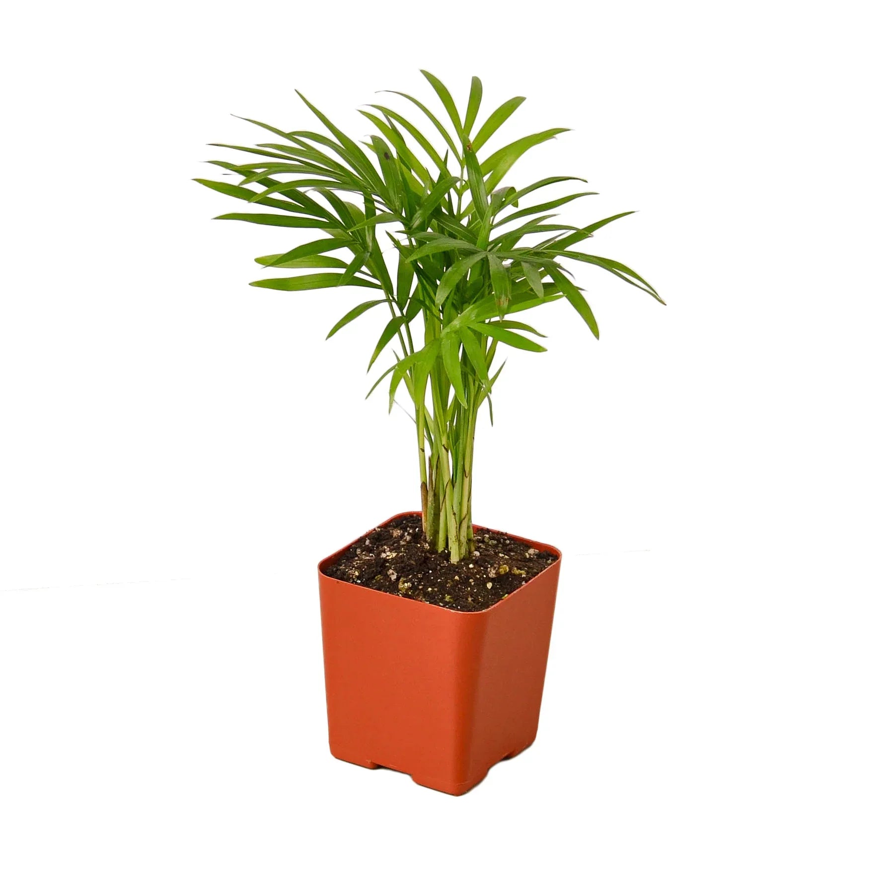 Parlor Palm — Easy-Care Indoor Palm live plant