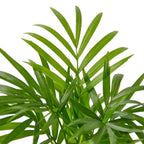 Parlor Palm — Easy-Care Indoor Palm live plant