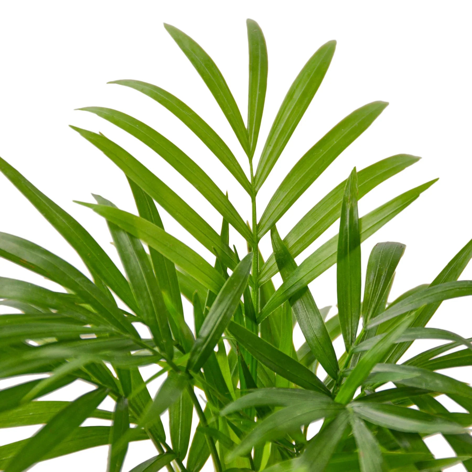 Parlor Palm — Easy-Care Indoor Palm live plant