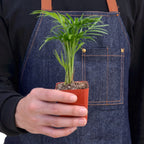 Parlor Palm — Easy-Care Indoor Palm live plant