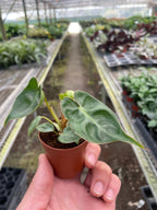 Philodendron Billietiae — Orange Stem Collector Plant live plant