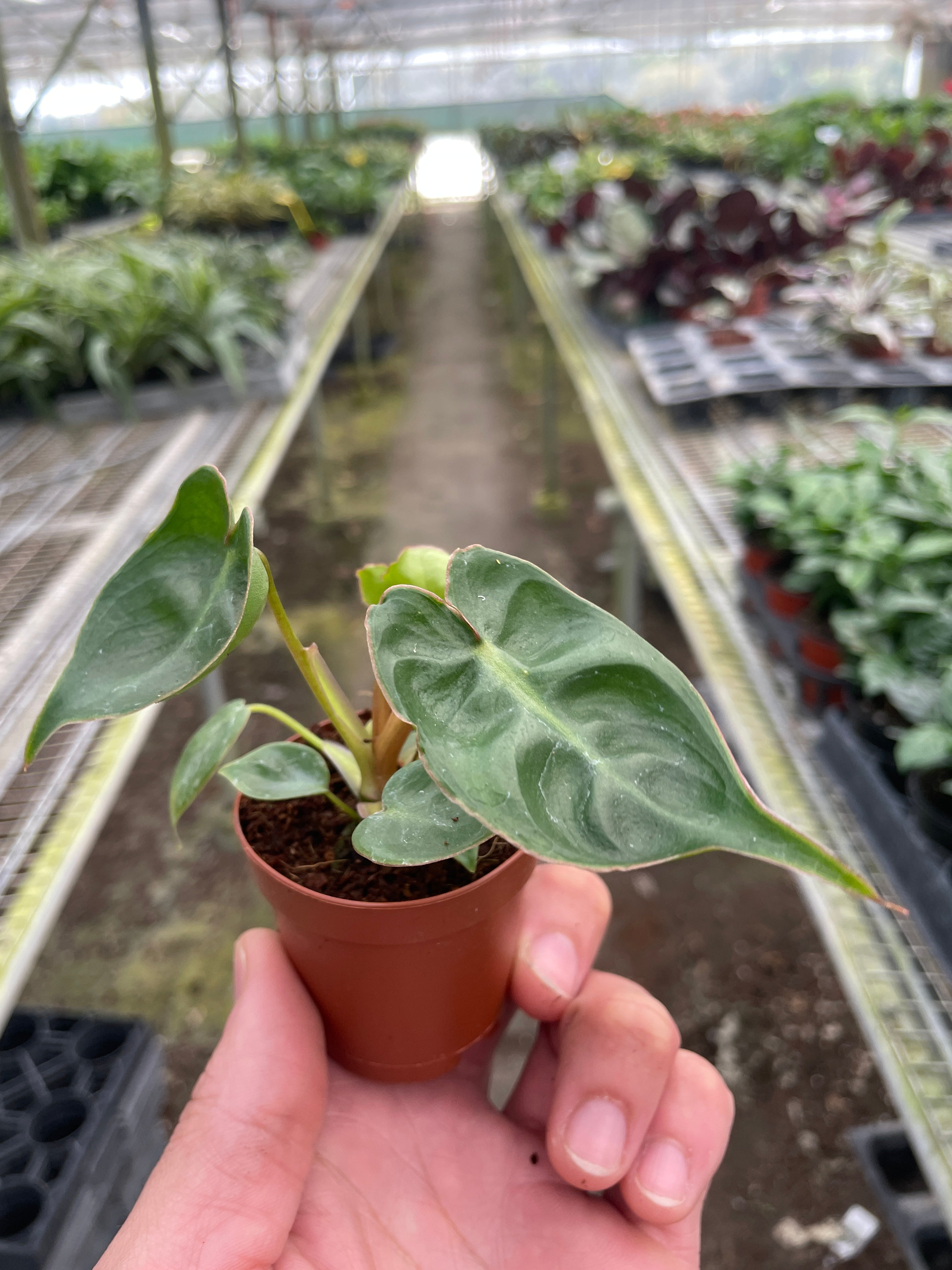 Philodendron Billietiae — Orange Stem Collector Plant live plant