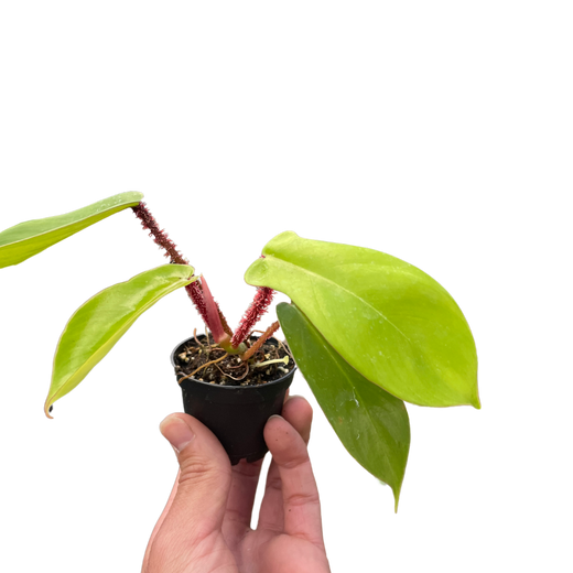 Philodendron 'Squamiferum'
