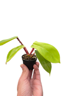 Philodendron 'Squamiferum'