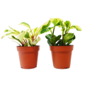Peperomia Duo — Two Pet-Friendly Houseplants