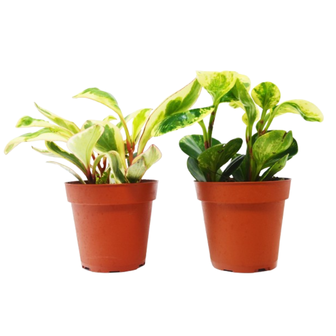 Peperomia Duo — Two Pet-Friendly Houseplants live plant