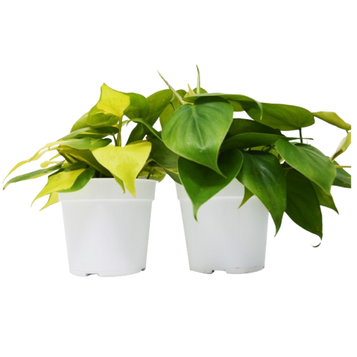 Philodendron Duo — Two Different Houseplants