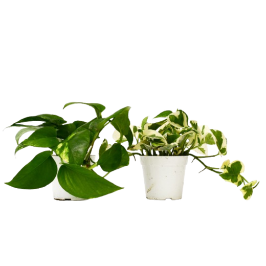Pothos Variety Pack — 4-Inch Pot — 2-Plant Set