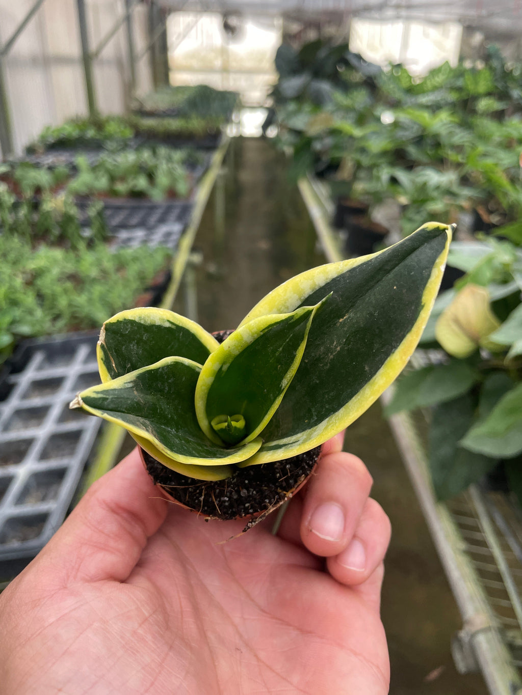 Black Gold Snake Plant — Golden-Edged Foliage live plant