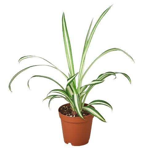 Reverse Spider Plant — Variegated Houseplant live plant