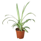 Reverse Spider Plant — Variegated Houseplant live plant