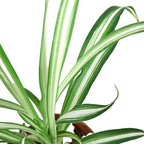 Reverse Spider Plant — Variegated Houseplant live plant
