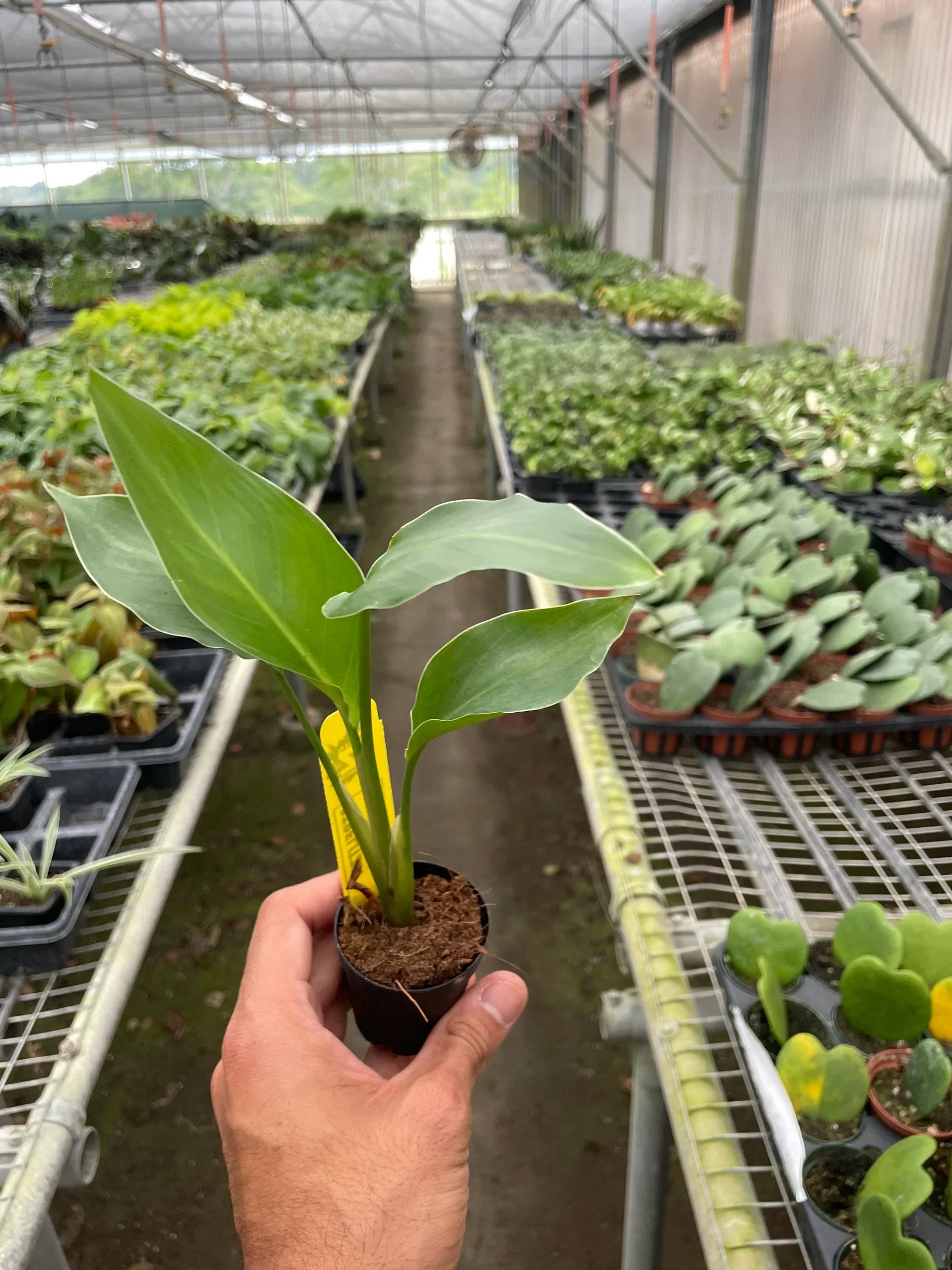 White Bird of Paradise — Tall Tropical Houseplant live plant