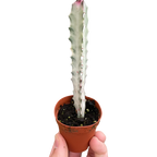 Succulent Euphorbia 'Dragon Bone'