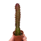 Succulent Euphorbia 'Trigona Rubra'