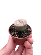 Lithop Living Stone
