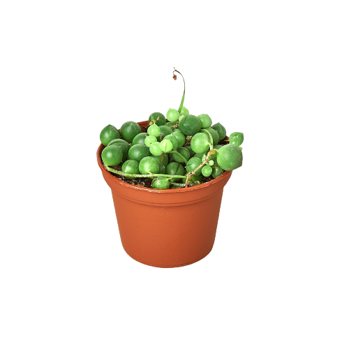 String of Pearls — Trailing Succulent live plant