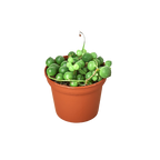 String of Pearls — Trailing Succulent live plant