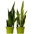Snake Plant Duo — Two 6-Inch Houseplants