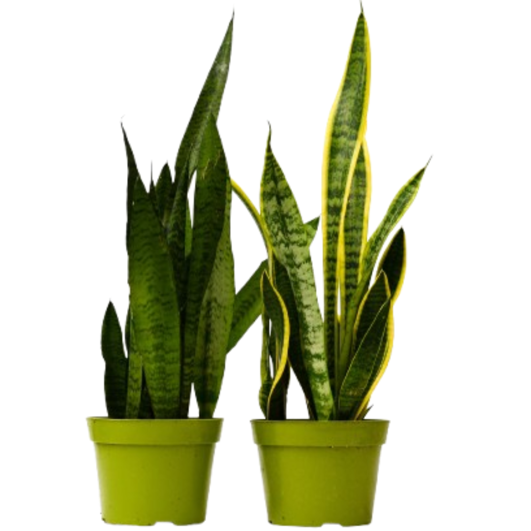 Snake Plant Duo — Two 6-Inch Houseplants live plant