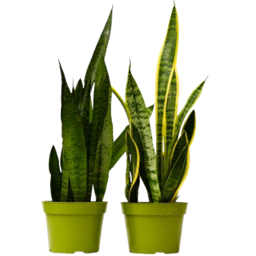 Snake Plant Duo — Two 6-Inch Houseplants