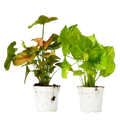 2 Syngonium Variety (Arrowhead Plant) / 4" Pot