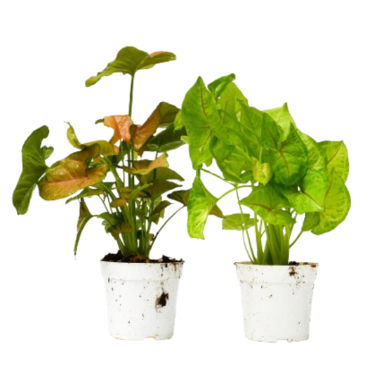 2 Syngonium Variety (Arrowhead Plant) / 4" Pot