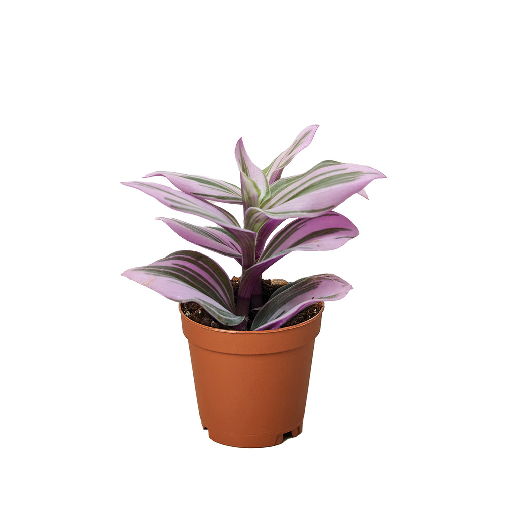 Tradescantia Nanouk — Pink Variegated Houseplant live plant