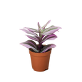 Tradescantia Nanouk — Pink Variegated Houseplant