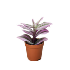 Tradescantia Nanouk — Pink Variegated Houseplant live plant