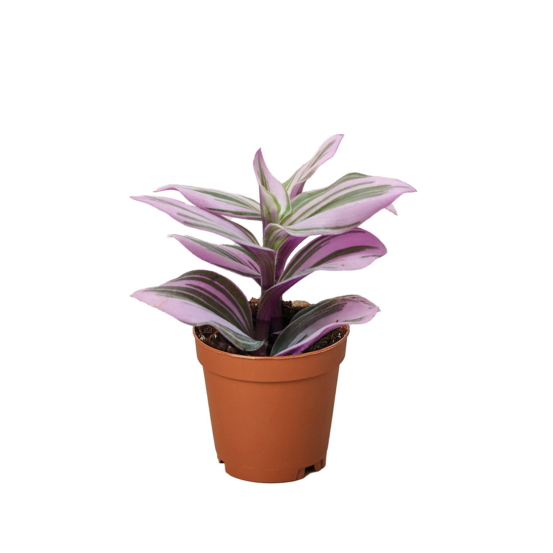 Tradescantia Nanouk — Pink Variegated Houseplant live plant
