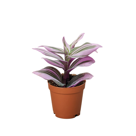 Tradescantia Nanouk — Pink Variegated Houseplant